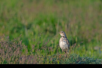 Calandra Lark (Melanocorypha calandra) among green grasses.