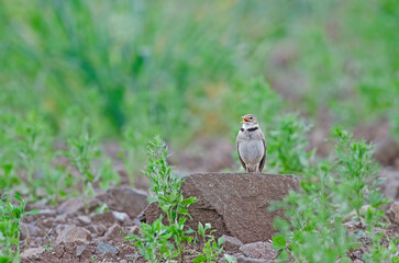 Calandra Lark (Melanocorypha calandra) singing on rock, green background.