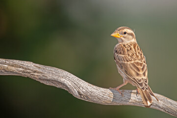 Baby Rock Sparrow (Petronia petronia) on a tree branch.