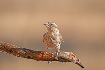 Rock Sparrow (Petronia petronia) and water drop on a tree branch.