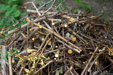 Dry branches cut from trees in the garden of a country business.