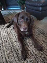 Choclate Labrador 