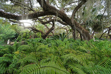 Ferns and Spanish moss covered trees in the gardens at the historic Vizcaya museum in Miami
