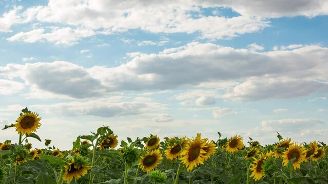 Yellow sunflowers and large clouds, time lapse, 4k
