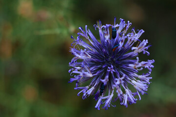 Echinops and Beetles