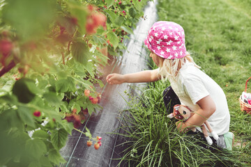 Little girl picking raspberries in country fields. Farming, childhood, ecology, nature - 689870619