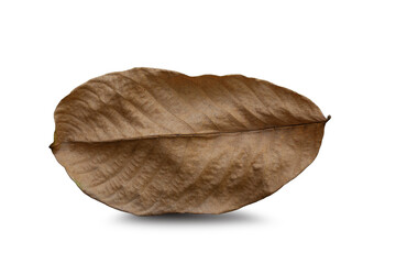 Dry leaf on isolated on transparent background