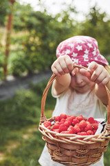 Little girl picking raspberries in country fields. Farming, childhood, ecology, nature - 689870680