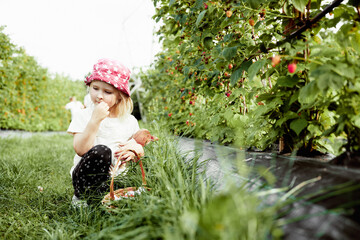 Little girl picking raspberries in country fields. Farming, childhood, ecology, nature