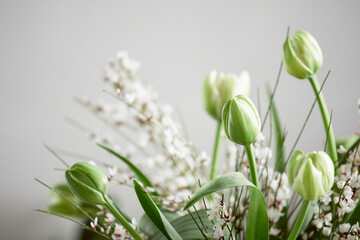 Close up of beautiful white tulips flowers, with copy space, minimalistic colors, - 689871497