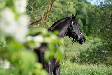 portrait of beautiful black stallion posing in beautiful natural park. sunny evening
