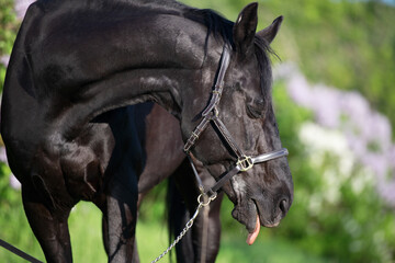 funny portrait of beautiful black stallion with tongue posing nearly blossom lilac bush. sunny evening