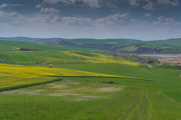 Landscape with rapeseed in Transylvania
