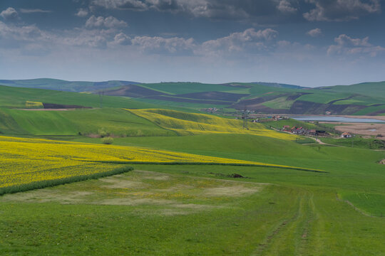 Landscape with rapeseed in Transylvania
