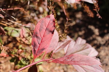 close up leaf