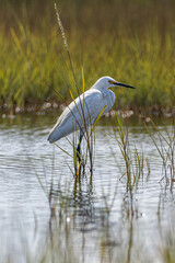 Egret Stands in the Marshes