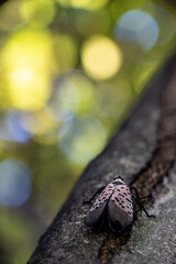 Spotted Lanternfly Rests Upon Branch