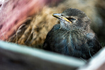 Sleepy Baby Starling