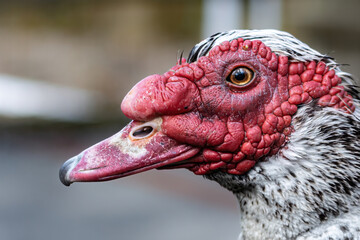 Muscovy Duck Facial Detail