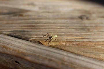 spider close up