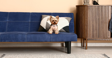 Cute small Yorkshire terrier dog sitting on sofa in living room