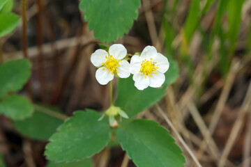 Wild strawberry plant is blooming in the forest floor in spring.