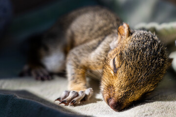 Sleeping Baby Squirrel II