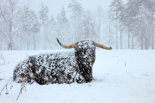 Bull in winter. Bull in snowfall. Scottish highland cattle in winter.