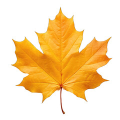 Fototapeta premium Autumn yellowed leaf isolated on white and transparent background, png