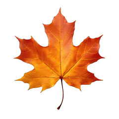 Obraz premium Autumn yellowed leaf isolated on white and transparent background, png