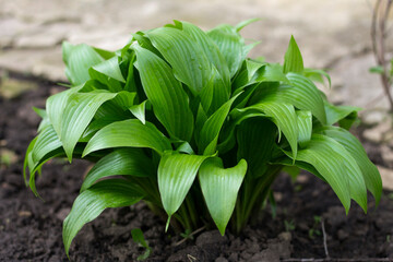 plant in the garden,hosta, green plant in the garden, leaves