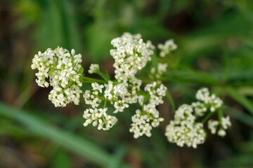 Tiny white flowers of Northern bedstraw are blooming in the wild.