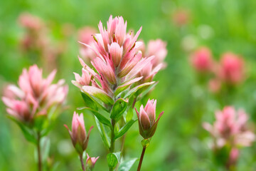 Pink flowers of Indian paintbrush are blooming in the prairies in summer.