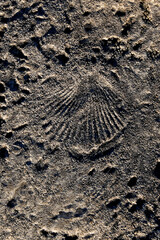 Fossil print in sandstone, Yaquina Head Lighthouse, Oregon