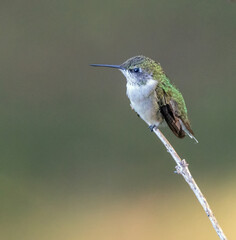 Close-up Portrait of a juvenile Ruby-throated Hummingbird.