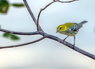 Black-throated Green Warbler posing on Branch.