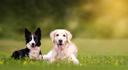 Two dogs border collie and golden retriever are lying next to each other on the green grass