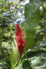 Beautiful flower in Semuc Champey natural park Guatemala