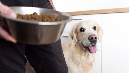 The owner with a bowl in his hand goes to feed the golden retriever