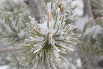 snow covered needles