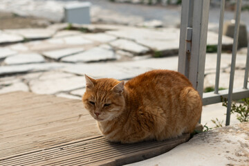 A cat is resting under an ancient sculpture. Cute cat is posing. 