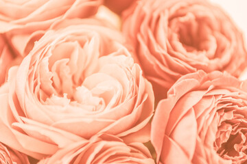 Color of the Year 2024 Peach Fuzz. Happy mothers day, romantic still life, fresh roses flowers pink background copy space. Woman's day, greeting card. Happy birthday.