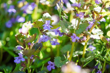 Glechoma hederacea, creeping charlie, alehoof, tunhoof, catsfoot, field balm in the spring on the lawn during flowering. Blue or purple flowers used by the herbalist in alternative medicine