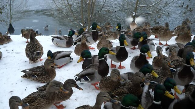 Communication of wild ducks in winter.
Wild ducks came to people for help.
Wild ducks that remain to spend the winter in the middle geographic zone come to people for food.
