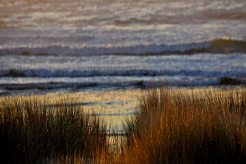 Backlit chord grass at sunset,  Chord grass helps stabilize sand dunes in beach environment