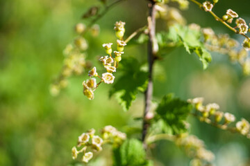 White currant flowers on a branch in the garden. Shallow depth of field