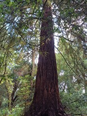 Very tall trees in Nowton Park, Arboretum, Bury St edmunds, Suffolk, UK