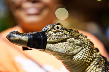 Two-year-old alligator hatchling with its mouth sealed with black masking tape. Behind the face of...