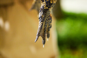 Scaly texture of the skin of a baby alligator. Torso, claw, and paw.
