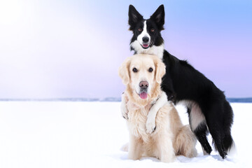 Black and white border collie hugs his golden retriever friend in a winter field - obrazy, fototapety, plakaty